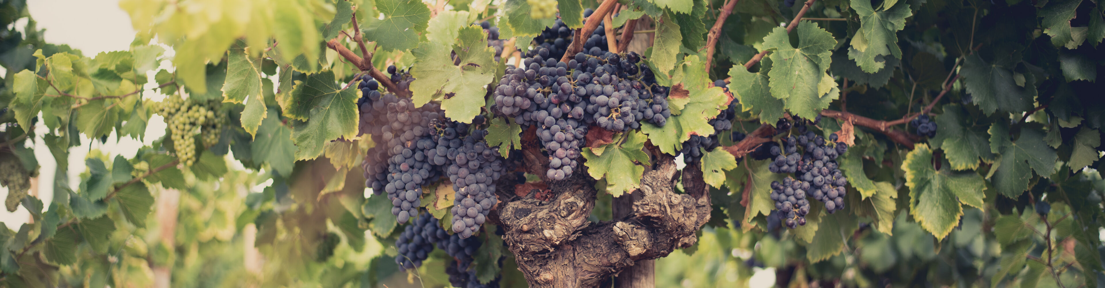 Beaucastel by Phil Karis-23