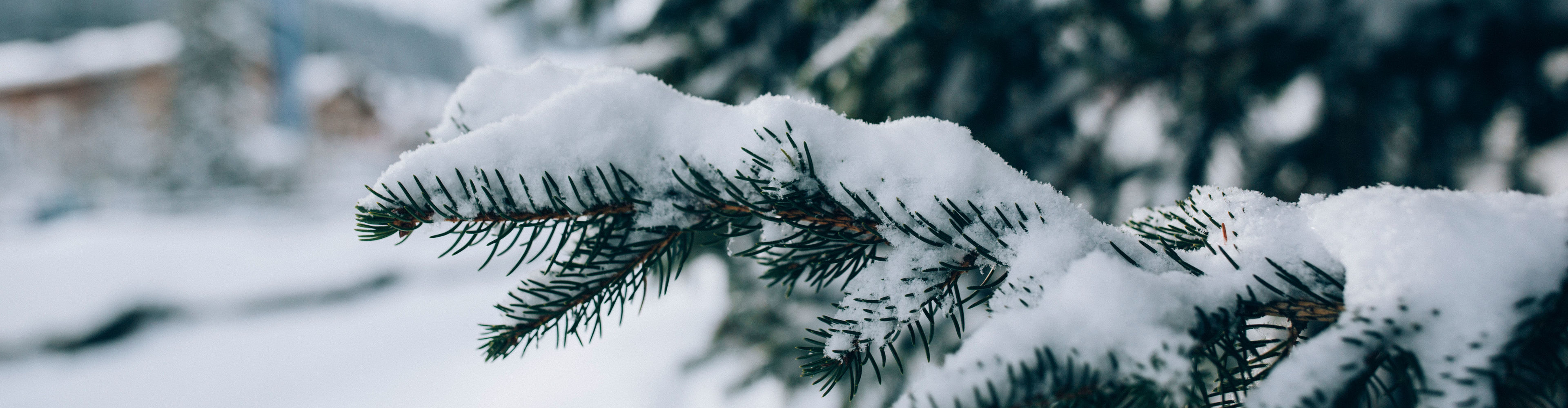 Blick auf einen verschneiten Tannenbaum vor der Schneelandschaft von Lech Zürs