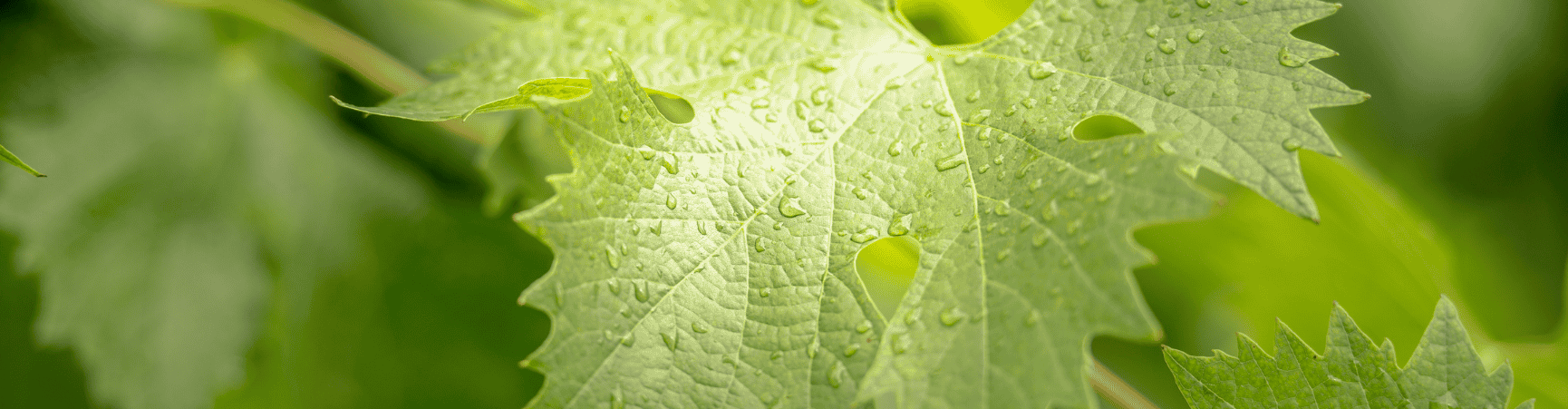 Arlberg-Weinberg-AllAboutWaterConference-Stockbild