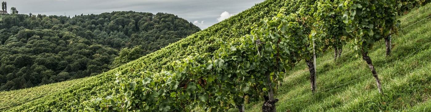 Arlberg Weinberg Weingüter