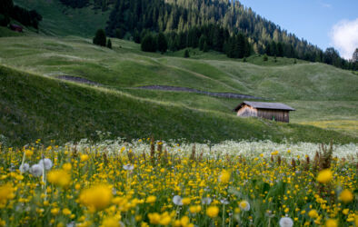 Blumenwiese in Zug