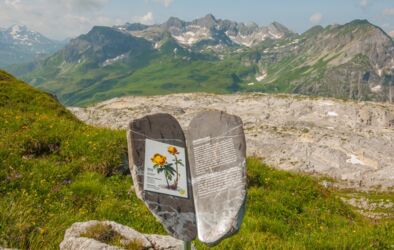 BlütenReich Rüfikopf