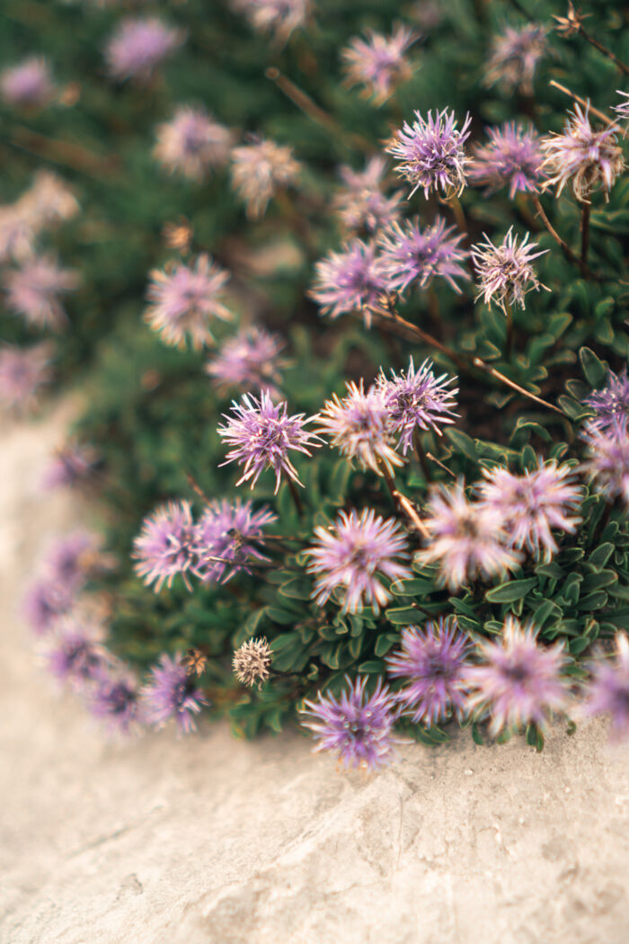 Lila Blüten auf einem Felsen.