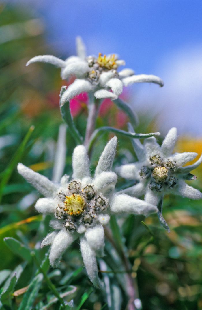 Edelweiss