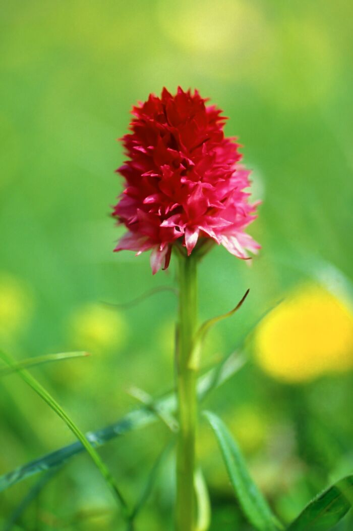 Rotes Kohlröschen