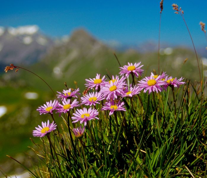 Alpen-Aster