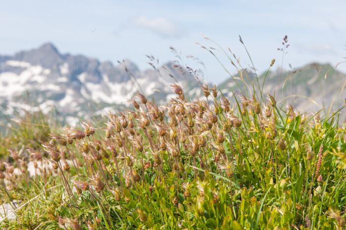 Weiße Silberwurz Fruchtstand