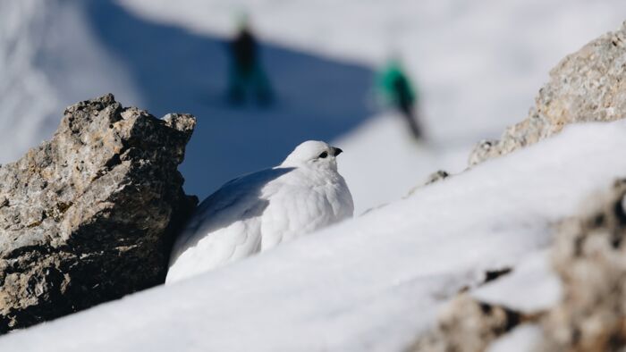 Wildtierfotografie_LZTG_by_Toni_Wilhelm_ (1)