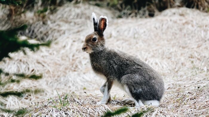 Wildtierfotografie_LZTG_by_Toni_Wilhelm_ (11)