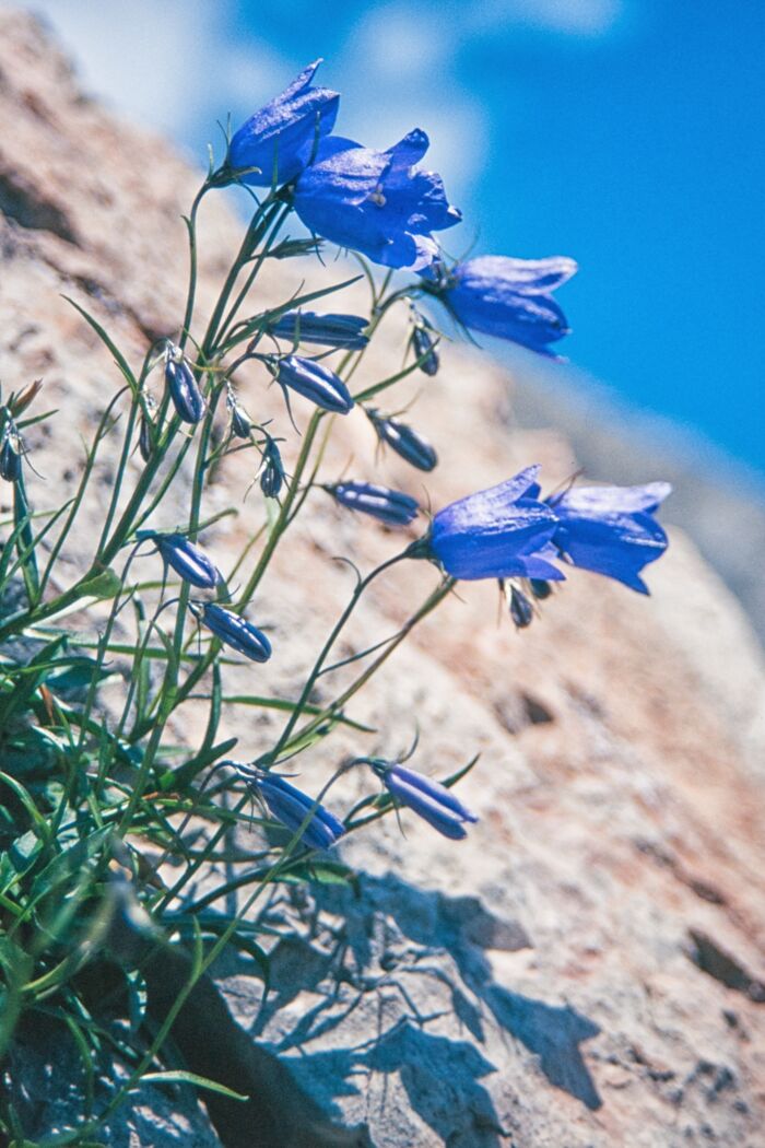 Scheuchzer Glockenblume