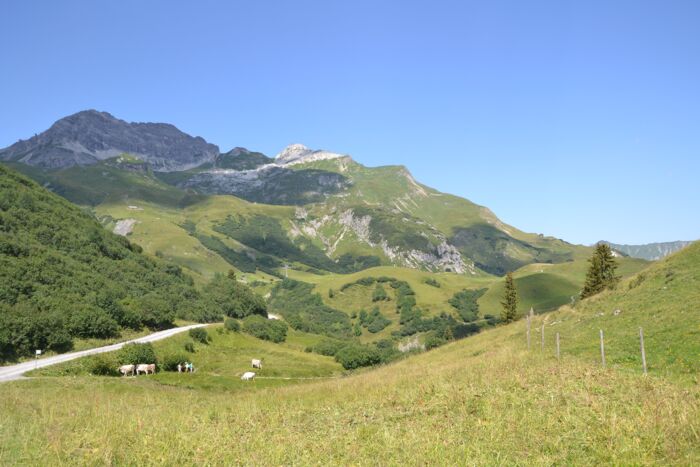 Auenfeld