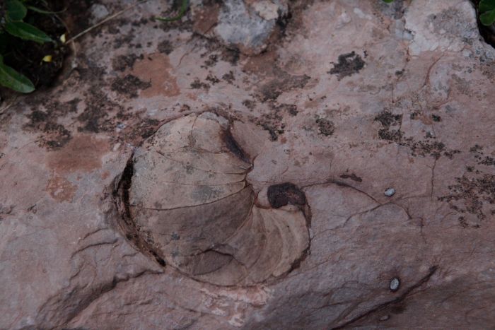 Fossilien entlang des Geoweges
