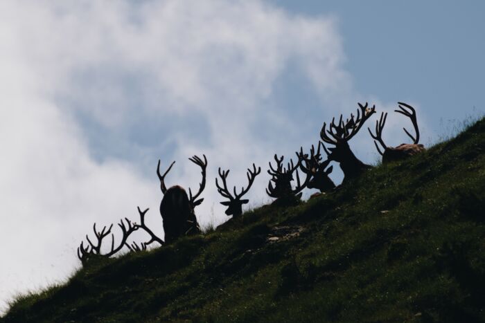 Wildtierfotografie_LZTG_by_Toni_Wilhelm_ (17)