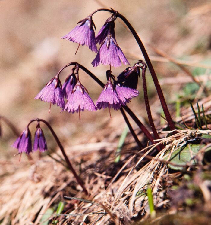 Soldanella alpina_neu_GSF1624