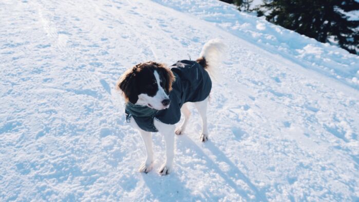 ein Hund genießt seinen großzügigen Freiraum im Schnee in Lech Zürs