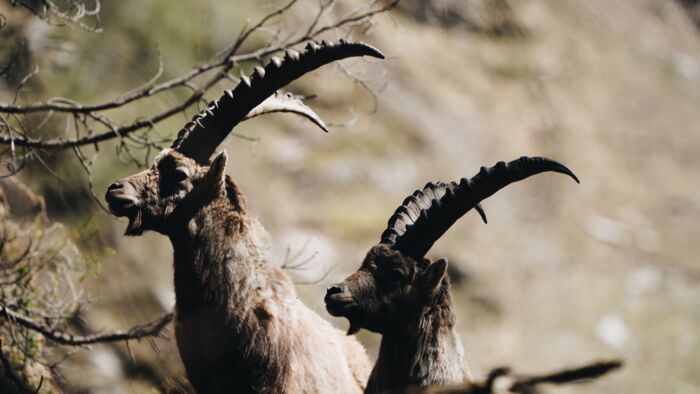 Wildtierfotografie_LZTG_by_Toni_Wilhelm_ (16)