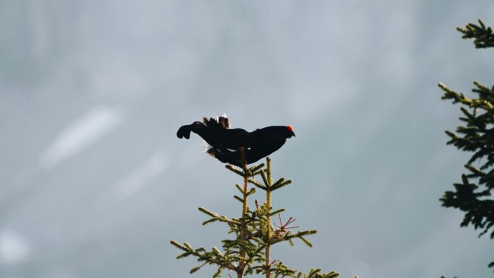 Wildtierfotografie_LZTG_by_Toni_Wilhelm_ (19)