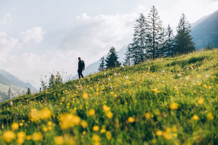 Ein Wanderer wandert über eine blühende Bergwiese