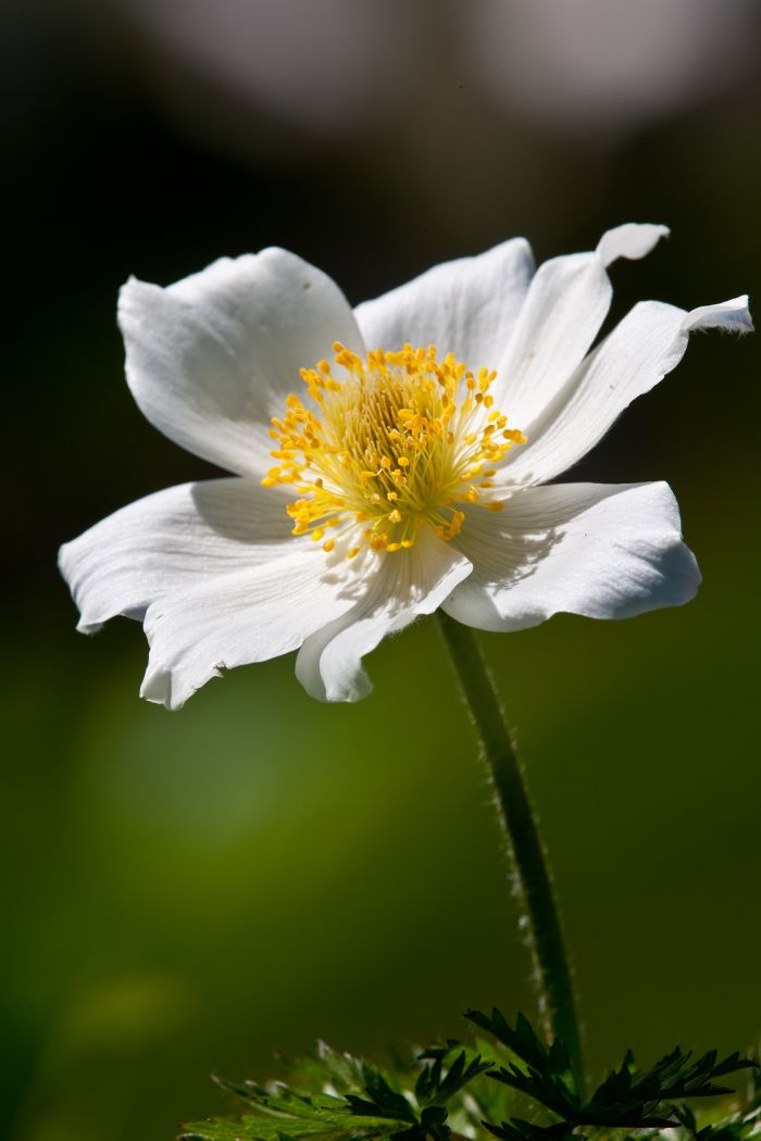 Alpen-Anemone