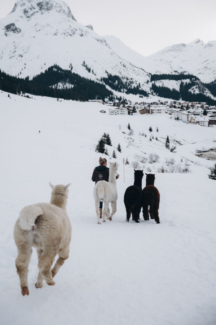 Alpakawanderung durch die verschneite Landschaft von Lech Zürs
