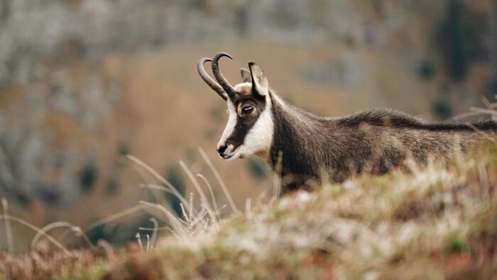 Wildtierfotografie_LZTG_by_Toni_Wilhelm_ (26)