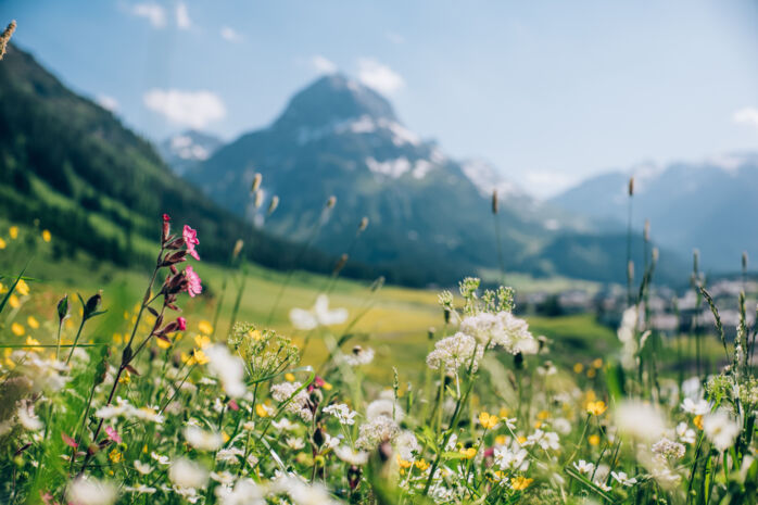 bunte Blumenwiese mit dem verschwimmenden Omeshorn und Lech im Hintergrund