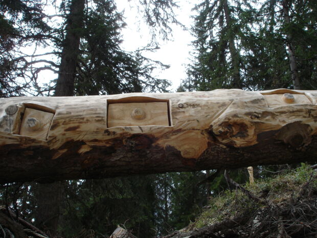 Schachteln im Baumstamm im Sagenwald am Grünen Ring
