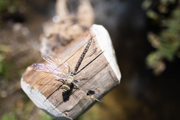 Libelle sitzt auf einem Stück Holz am Wasser