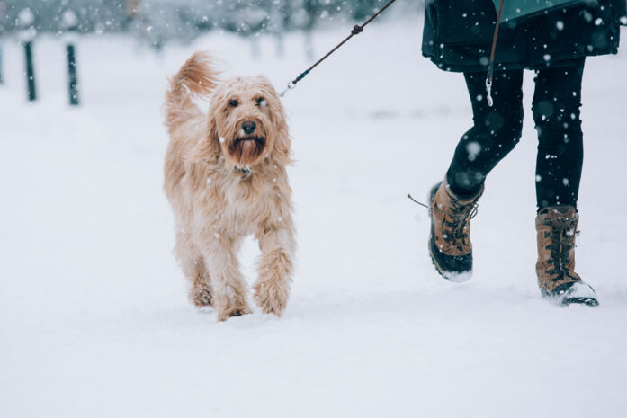 eine Person geht mit ihrem Hund in der traumhaften Winterlandschaft im Schnee spazieren