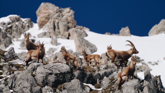 Wildtierfotografie_LZTG_by_Toni_Wilhelm