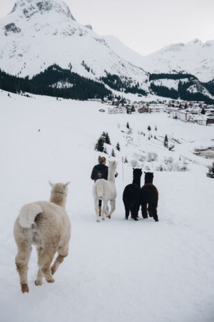 Alpakawanderung durch die verschneite Landschaft von Lech Zürs