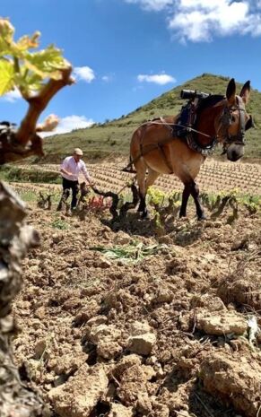 Weinanbau Winzer und Pferd