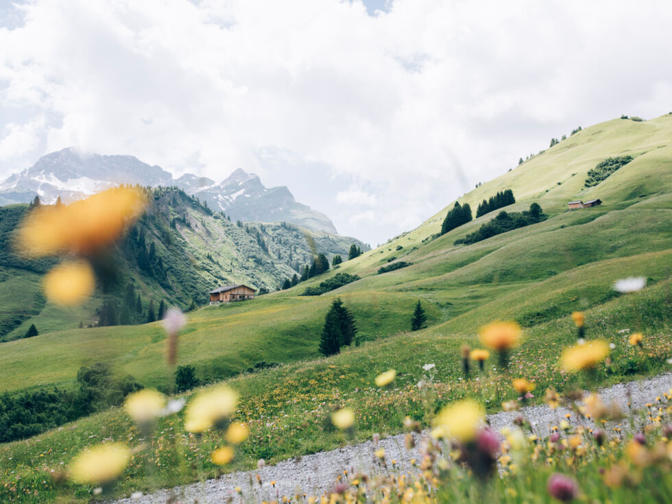 Bergwiese mit Bergblumen und grünen Wiesen und Bergen